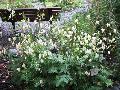 Yellow Monkshood  / Aconitum lamarckii 